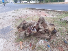 Choloepus didactylus