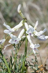 Astragalus conjunctus