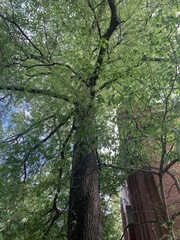 Quercus phellos