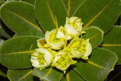 Xanthostemon ferrugineus