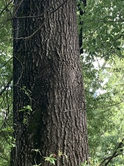 Quercus phellos