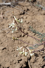 Astragalus howellii
