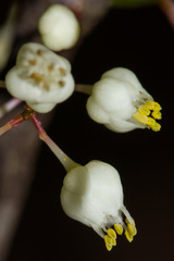 Lepidocupania inoplea