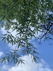 Quercus phellos
