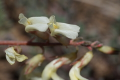 Astragalus howellii