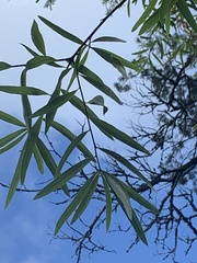 Quercus phellos