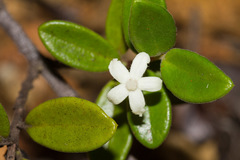 Cyclophyllum tieaense