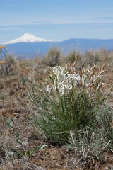 Astragalus conjunctus