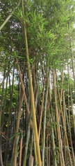 Bambusa chungii