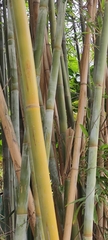 Bambusa chungii
