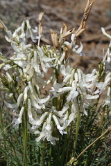 Astragalus conjunctus