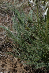 Astragalus conjunctus