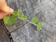 Dichondra donelliana