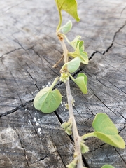 Dichondra donelliana