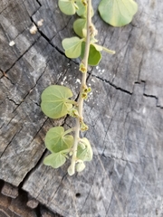 Dichondra donelliana