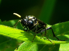 Macrophya trisyllaba
