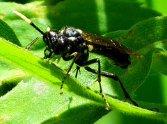 Macrophya trisyllaba