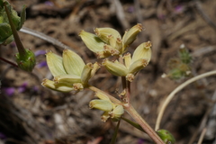 Lomatium gormanii