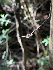 Scolypopa australis