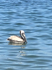 Pelecanus occidentalis