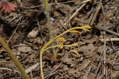 Lomatium gormanii