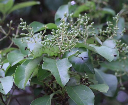 Viburnum odoratissimum