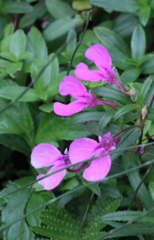 Impatiens chinensis