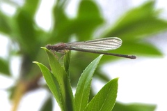 Ischnura cervula