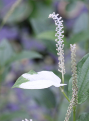 Saururus chinensis