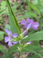 Phlox carolina