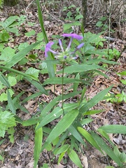 Phlox carolina