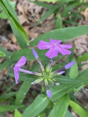 Phlox carolina