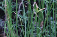Cyperus malaccensis monophyllus