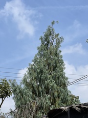 Cupressus cashmeriana