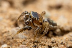 Habronattus formosus