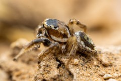 Habronattus formosus