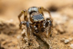 Habronattus formosus