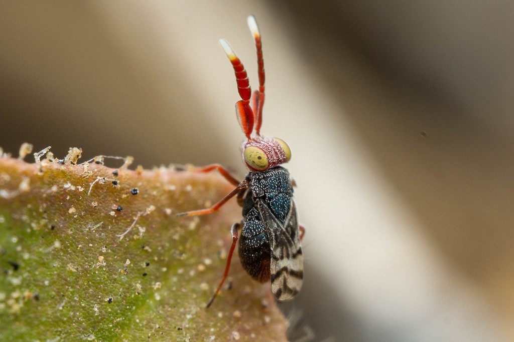 Dicarnosis erythrocephala