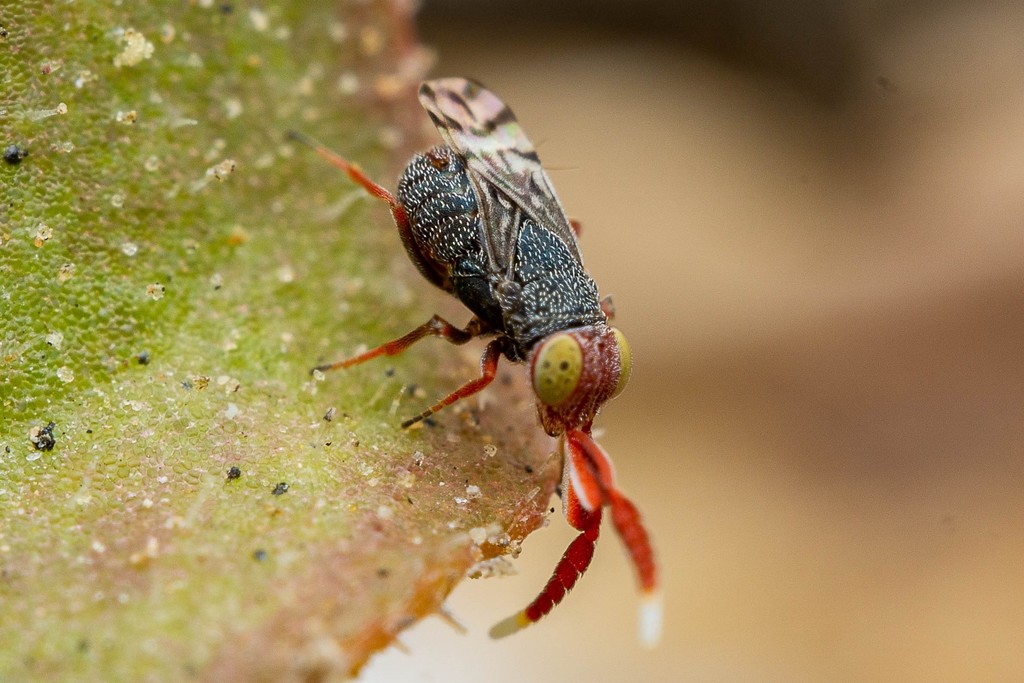 Proctotrupomorpha