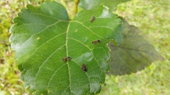 Meranoplus bicolor