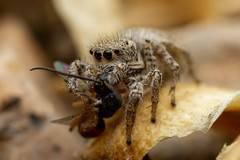 Habronattus