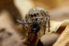 Habronattus