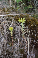 Sedum leibergii