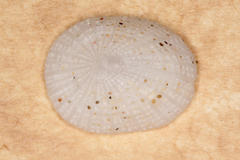 Emarginula candida
