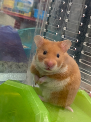 Mesocricetus auratus