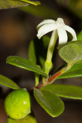 Cyclophyllum tieaense