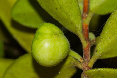 Cyclophyllum tieaense