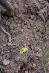 Lomatium simplex