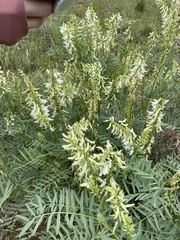 Astragalus racemosus