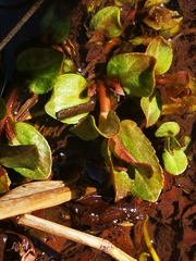 Veronica americana
